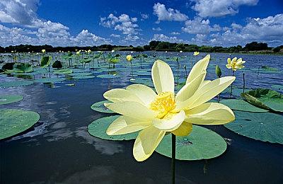 《幻兽帕鲁》1＆19以抢先体验形式登陆XS＆XB1＆PC